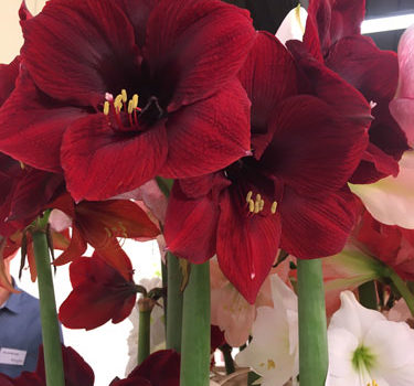 Amaryllis statt Weihnachtsstern