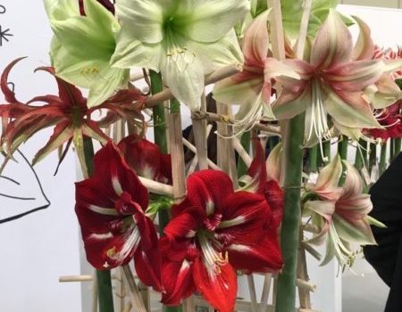 Amaryllis Blühen