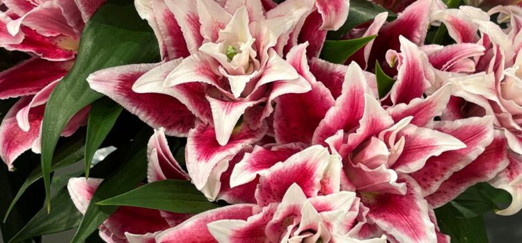 „Bunte Eindrücke und Neuheiten: Unser Messebesuch in den Niederlanden“